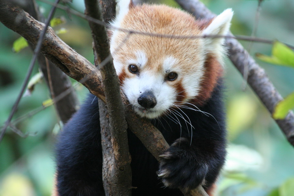 Red Panda in New York, New York