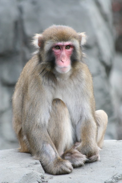 Snow Monkey in New York, New York