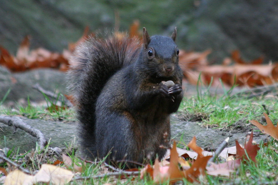 Black Squirrel in New York, New York