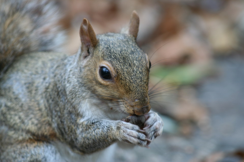 Squirrel Close Up in New York, New York