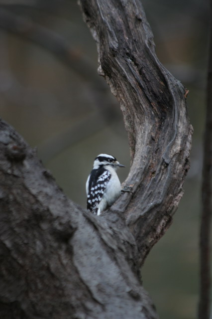 Woodpecker in Central Park in New York, New York