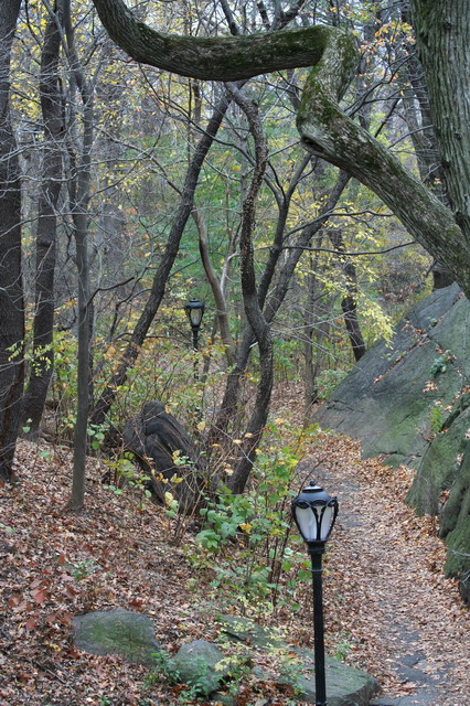 Wooded Lane in New York, New York
