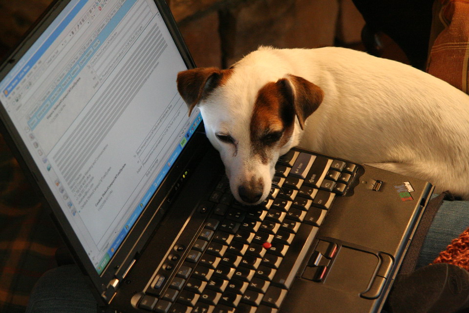 Typing Jack Russell in Highlands, North Carolina