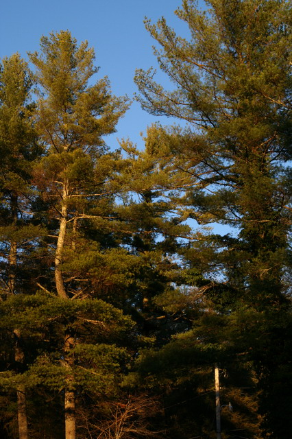 Tall Trees in Highlands, North Carolina