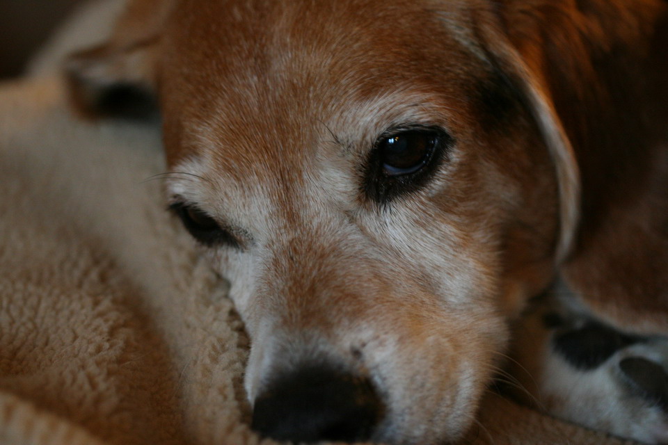 Sleepy Beagle in Highlands, North Carolina