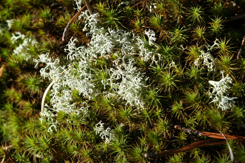 Moss in Highlands, North Carolina