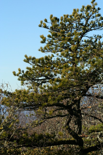Weathered Pine in Highlands, North Carolina