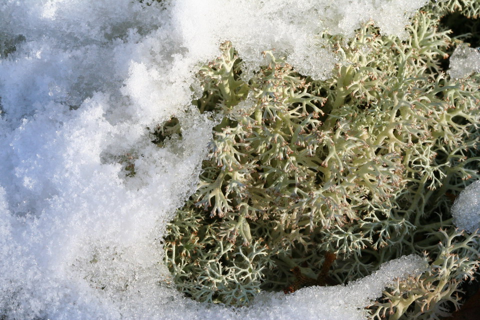Snow and Moss in Highlands, North Carolina