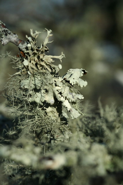 Tree Lichen in Highlands, North Carolina