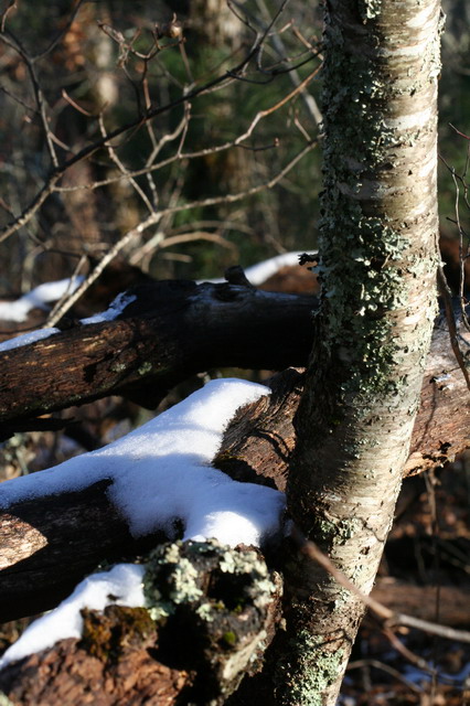 A Little Snow in Highlands, North Carolina