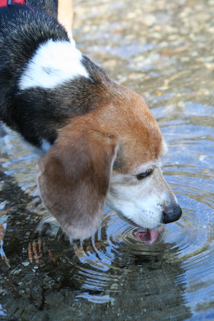 Mountian Stream Drink in Highlands, North Carolina