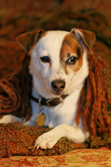 Sweetpea in a Shawl in Highlands, North Carolina