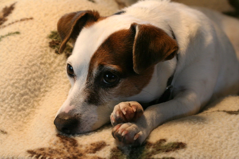 Pensive Pup in Columbus, Georgia