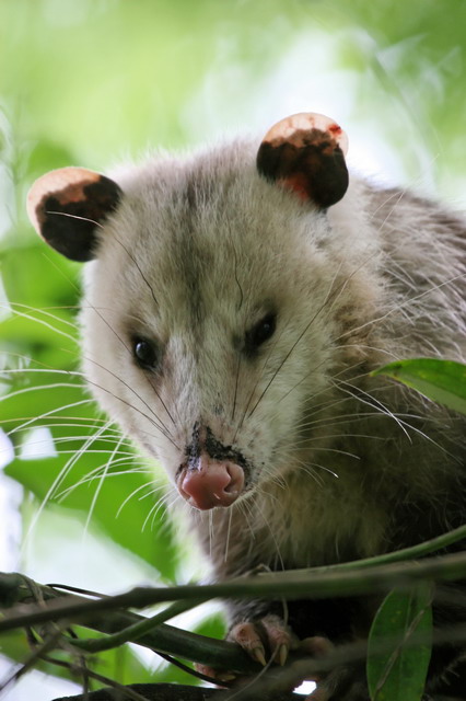 Opossum in Columbus, Georgia