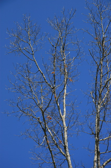 Blue Sky and Tree in Highlands, North Carolina