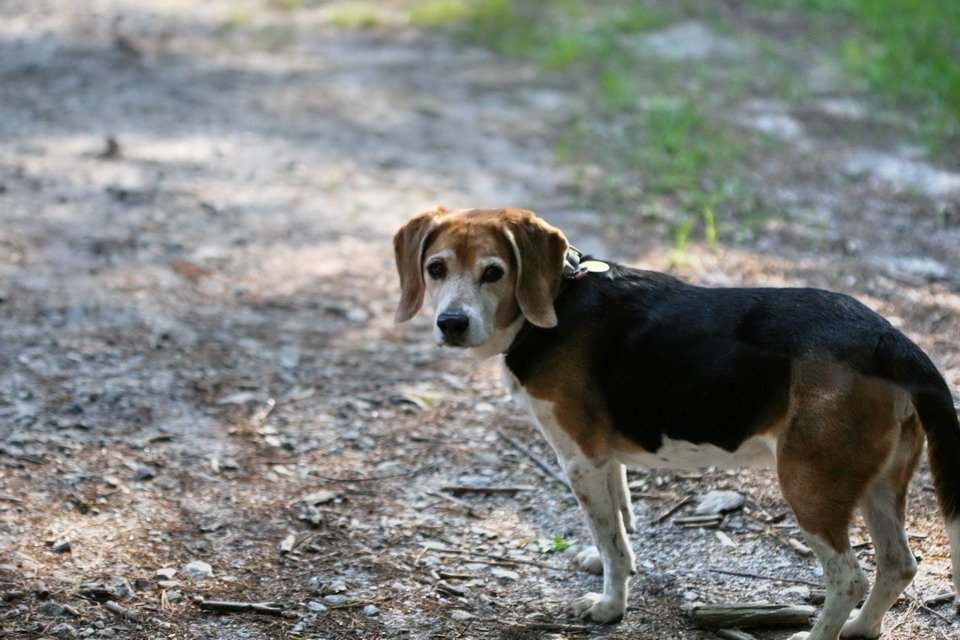 Dog on the Road in Highlands, North Carolina