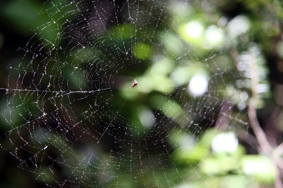 Spider Web in Highlands, North Carolina