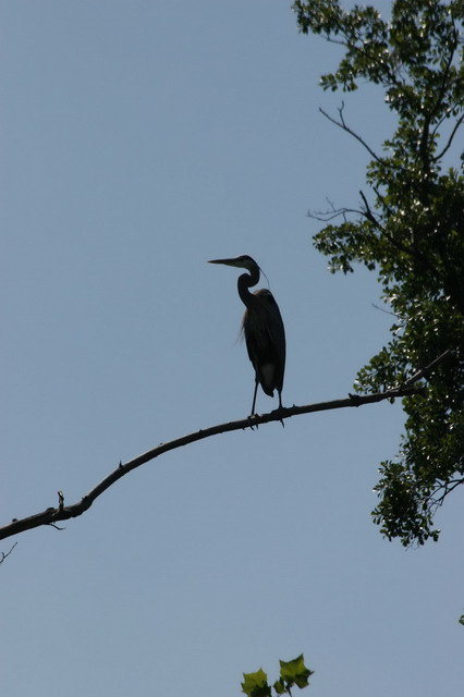 Crane Silhouette in Columbus, Georgia