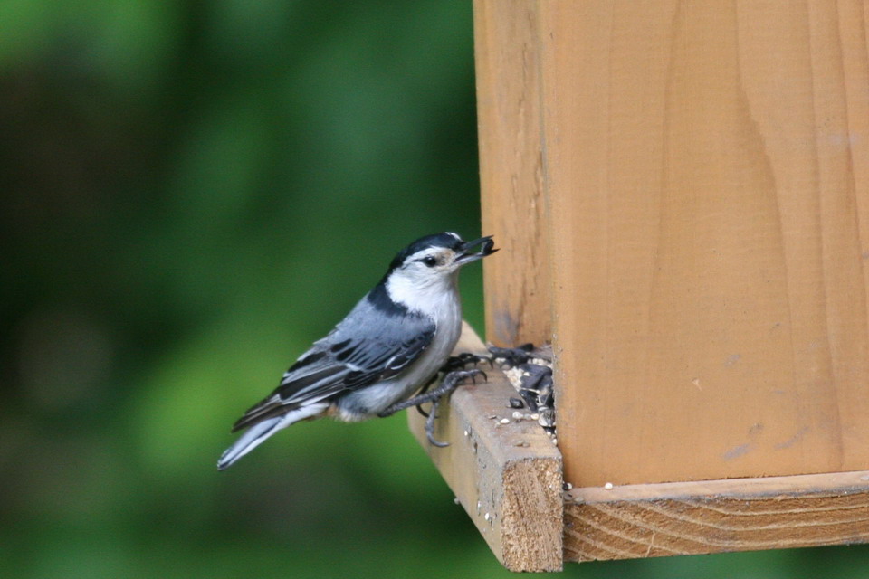 Feeding Bird in Highlands, North Carolina