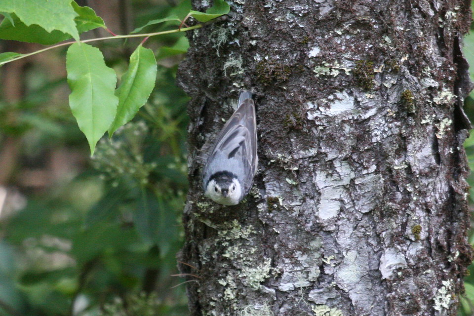 Woodpecker Head On in Highlands, North Carolina