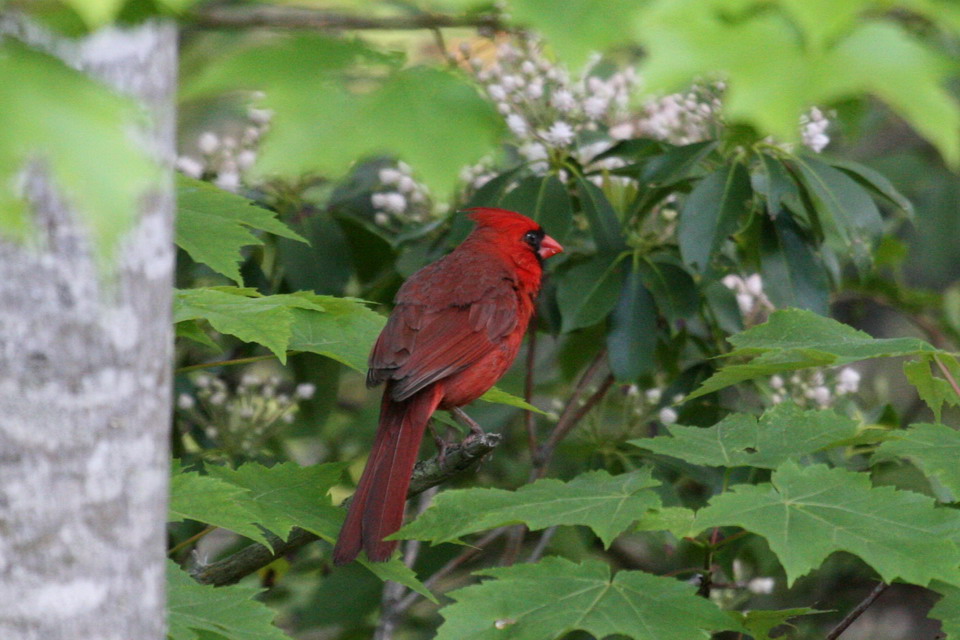 Red Bird in Highlands, North Carolina