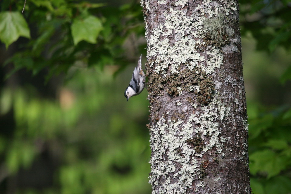 Woodpecker in Highlands, North Carolina