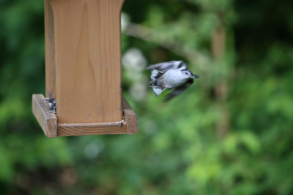 In Flight in Highlands, North Carolina