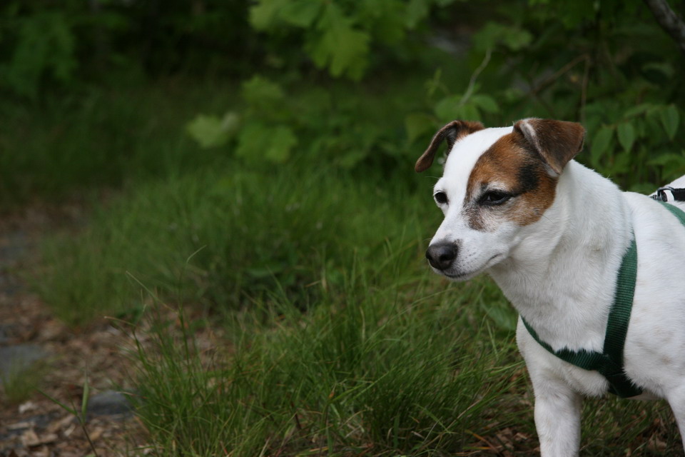 Sweetpea Exploring in Highlands, North Carolina