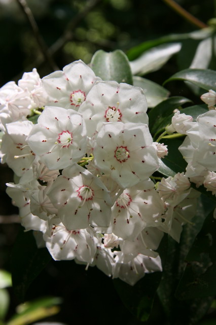Wild Rhododendrons  in Highlands, North Carolina