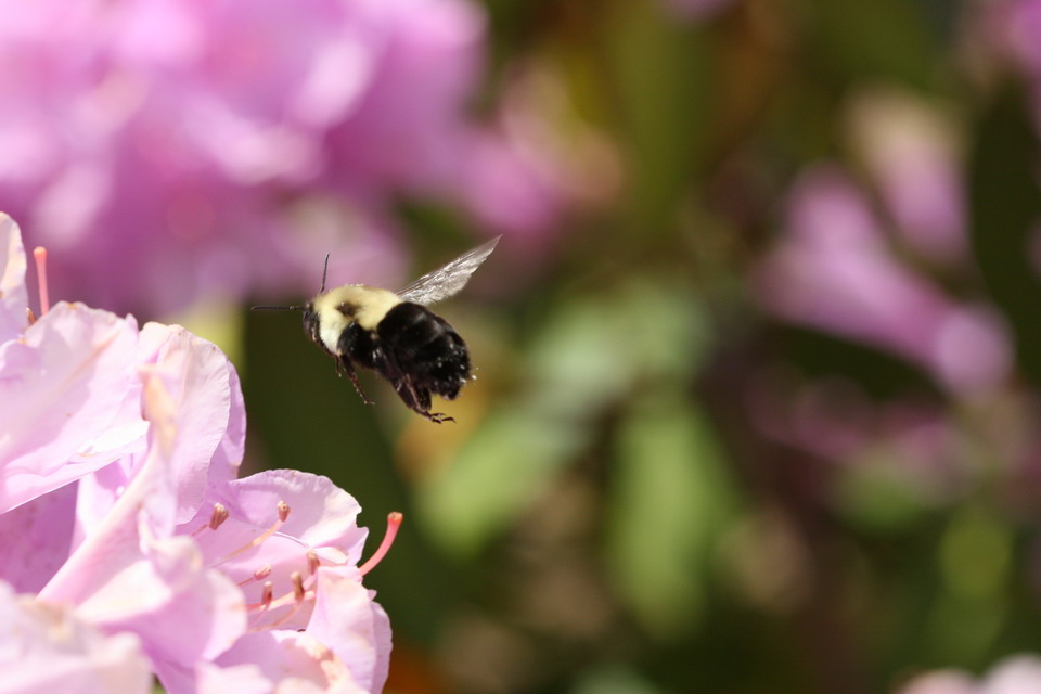 Bee in Flight in Highlands, North Carolina