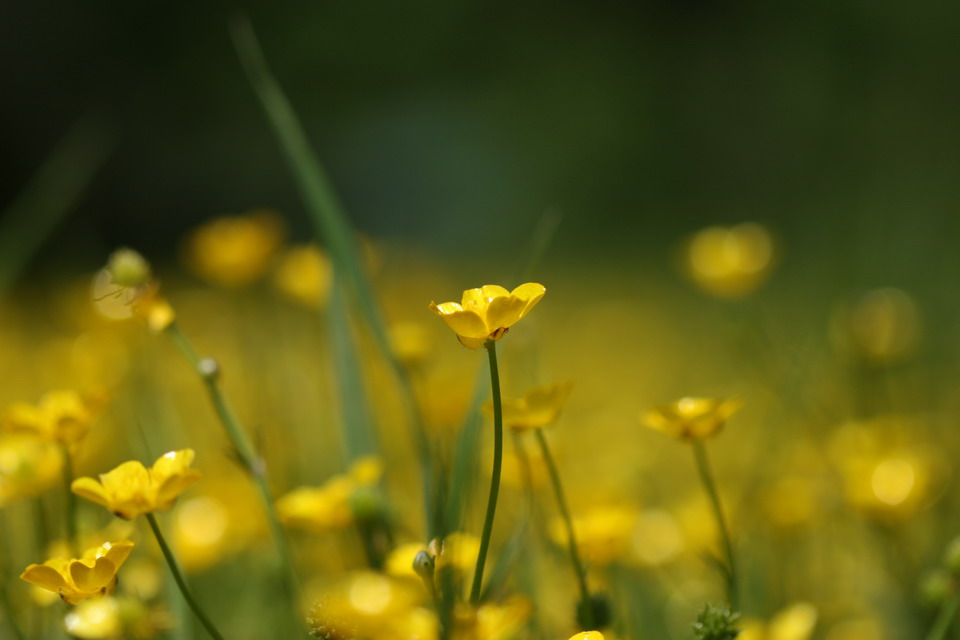 Yellow Sea of Flowers in Highlands, North Carolina