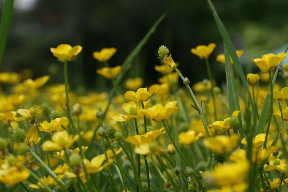 More Yellow in Highlands, North Carolina