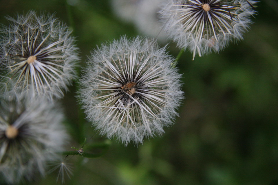 Dandelion  in Columbus, Georgia