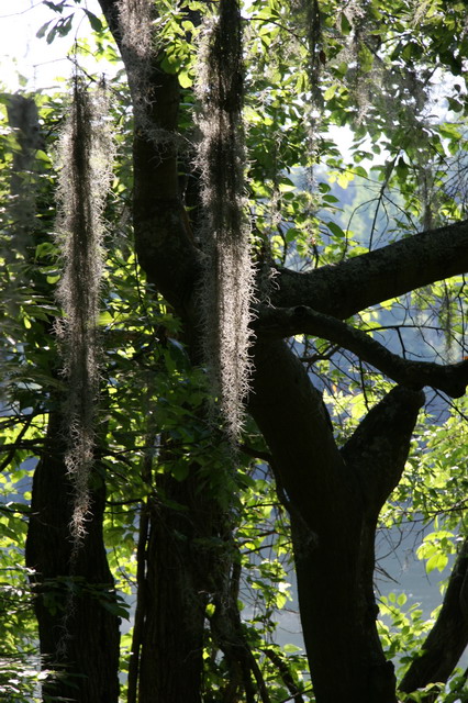 Spanish Moss in Columbus, Georgia