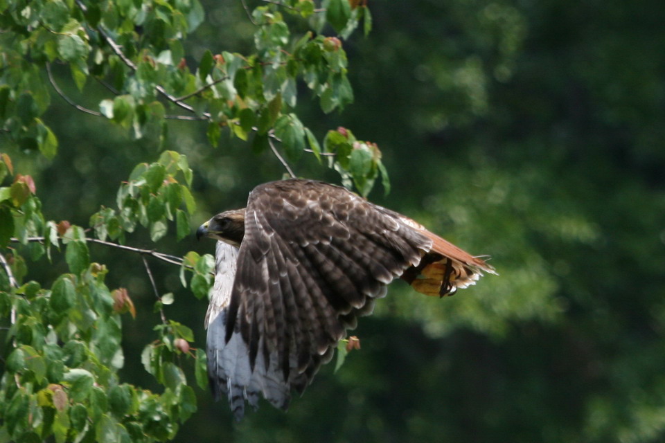 Flying Falcon in Callaway Gardens, Georgia