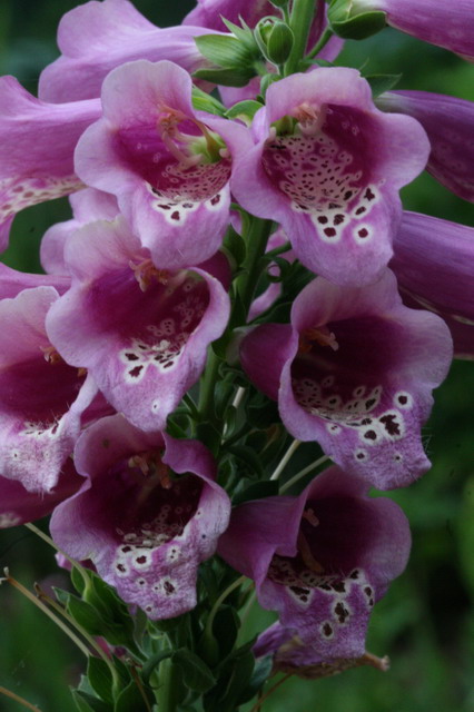 Purple Flowers in Callaway Gardens, Georgia