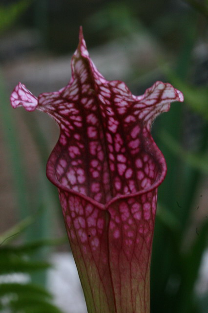 Purple Pitcher Plant in Callaway Gardens, Georgia