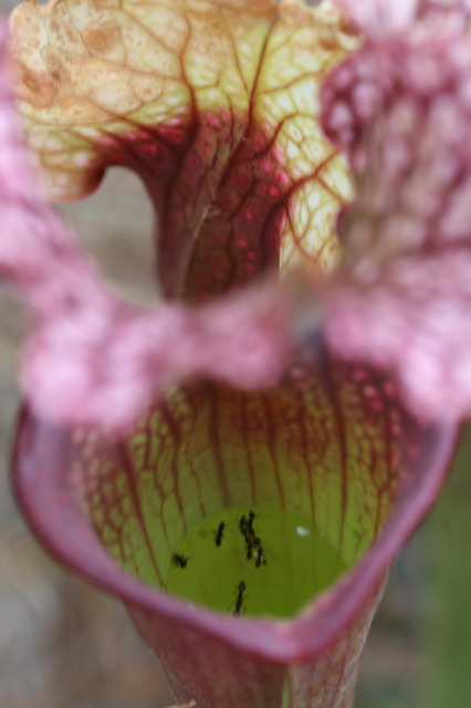 Inside a Plant Stomach in Callaway Gardens, Georgia