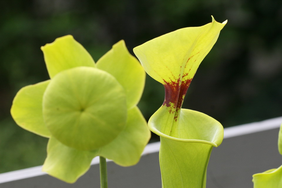 Pitcher Plant in Callaway Gardens, Georgia