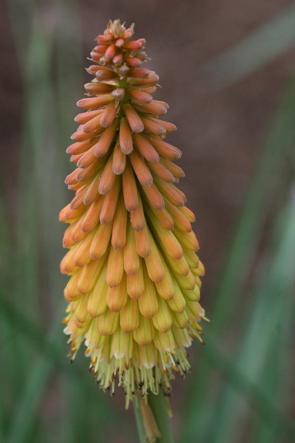 Multicolor Plant in Callaway Gardens, Georgia