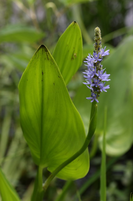 Blue Flower in Callaway Gardens, Georgia