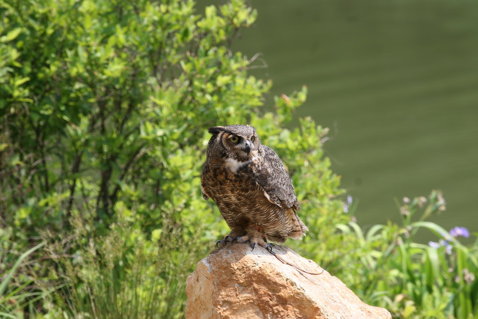 Wise Bird in Callaway Gardens, Georgia