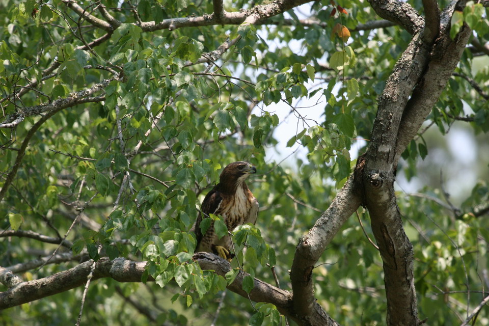 Falcon Spotted in Callaway Gardens, Georgia