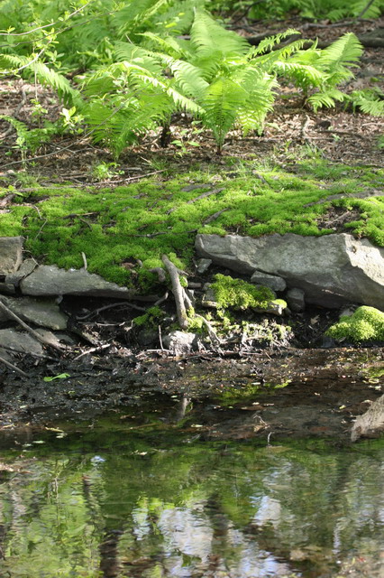 Pond Side in New York, New York