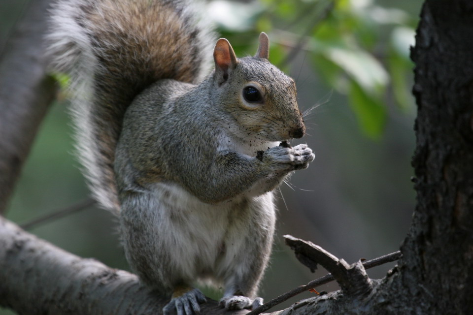Wildlife in Central Park in New York, New York