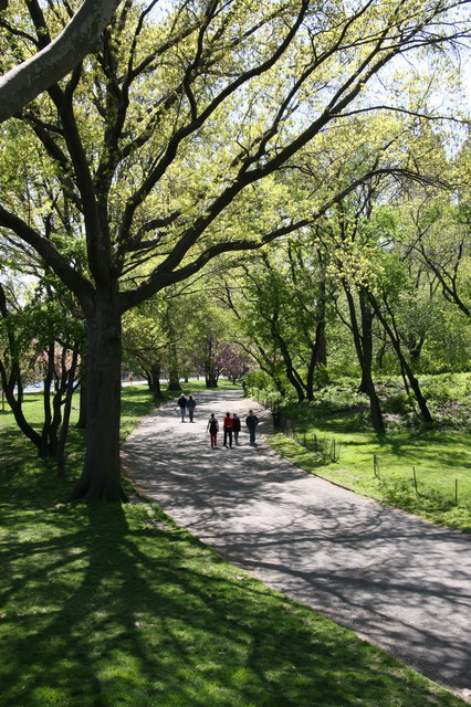 Central Park in Spring in New York, New York