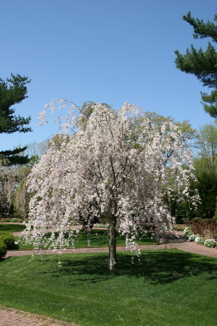 Boscobel Garden Tree in Garrison, New York