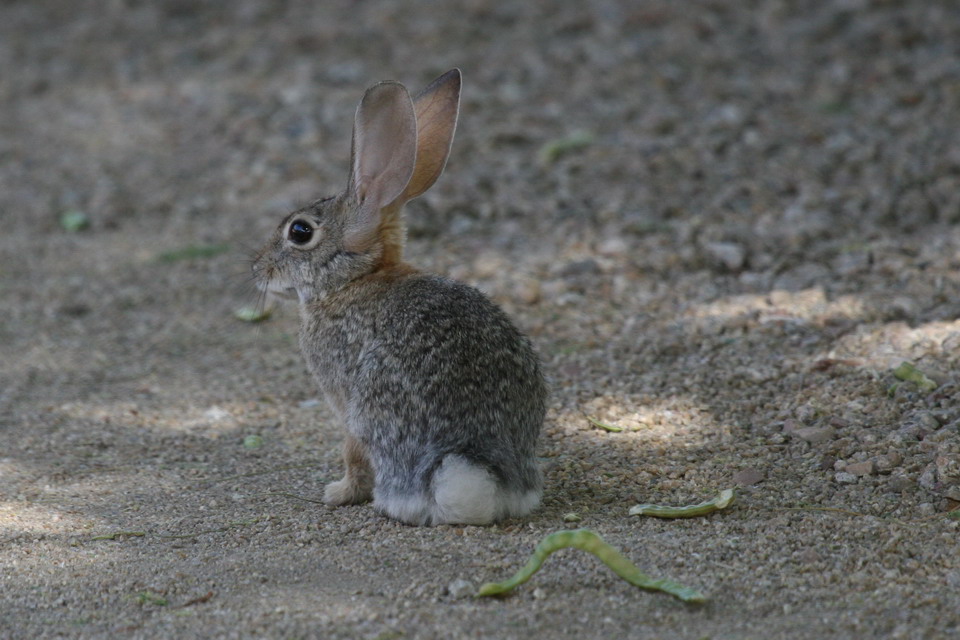 Rabbit on a Drive in Phoenix, Arizona