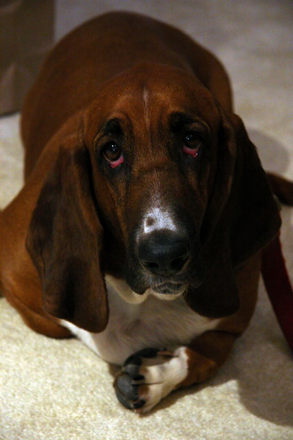 Louie the Basset in Phoenix, Arizona