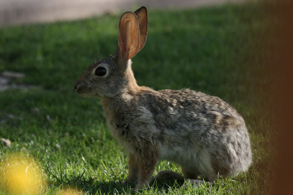 The Elusive Jackrabbit in Phoenix, Arizona